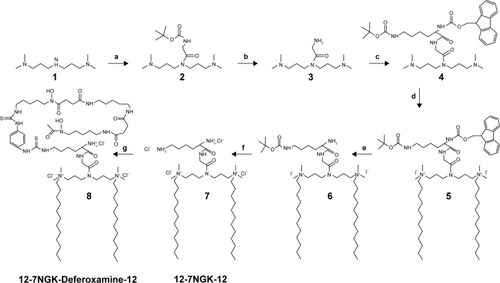 Figure 1 Structure and synthetic scheme of glycine-lysine substituted gemini surfactant (12-7NGK-12) and deferoxamine-modified gemini surfactant (12-7NGK-Deferoxamine-12).Notes: a: conjugation of the 3-carbon linker group on the spacer of the gemini surfactant; b: removal of protection; c: conjugation of protected lysine on the spacer; d: addition of the tail of the gemini surfactant; e: deprotection; f: deprotection and ion exchange; and g: conjugation of deferoxamine.