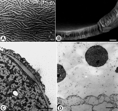 Figure 13. Pollen grains of Veronica subg. Beccabunga (Subsect. Beccabunga). A–C. V. anagalloides: A. striato-reticulate surface structure, apocolpium (SEM); B. ultrasonic fracture showing exine structure (SEM); C. ultrathin section through pollen wall showing intine thickness in apertural zone (TEM). D. V. anagallis-aquatica, ultrathin section of an anther showing two mature pollen grains, and the inner wall of the anther (TEM). Scale bars – 1 μm (A, B); 5 μm (C); 10 μm (D).