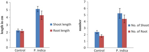 Figure 5. Morphological changes in growth pattern of P. indica-colonized plantlet versus uncolonized plantlet (3-month-old) after acclimatization in terms of mean of roots and shoots number (a) as well as mean of root and shoot length (b). Bar represents mean ± SE (n = 15). The data is significant at the level of P ≤ 0.05.