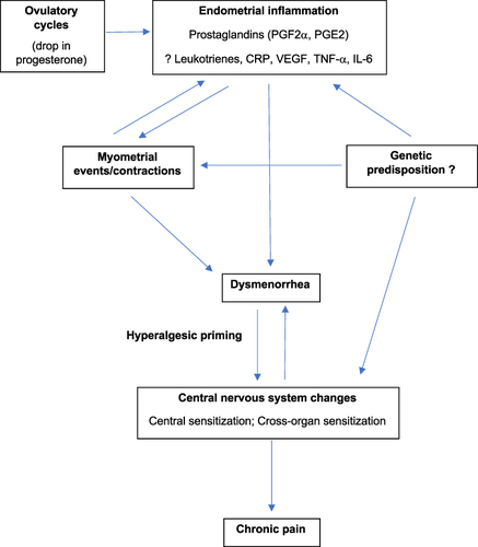 Figure 1 Pathophysiology of primary dysmenorrhea. Endometrial inflammation from progesterone drop in ovulatory cycles can lead directly to dysmenorrhea, although recent studies suggest dysmenorrhea can also occur in anovulatory cycles. Inflammation may provoke myometrial contractions that contribute to dysmenorrhea and further compound inflammation. Through hyperalgesic priming, recurrent dysmenorrhea may cause central nervous system changes that themselves amplify dysmenorrhea and also predispose to chronic pain. There may be a genetic predisposition at each of these steps.