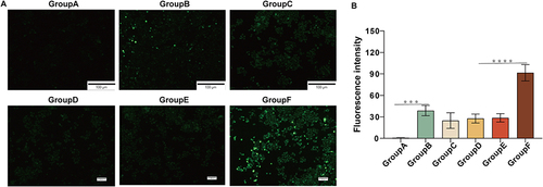 Figure 2 ROS generation effect of different treat in HepG2 cells. (A) Detection of intracellular ROS generation. (B) Statistical analysis of fluorescence intensity in different experimental groups.***p<0.001, ****p<0.0001.