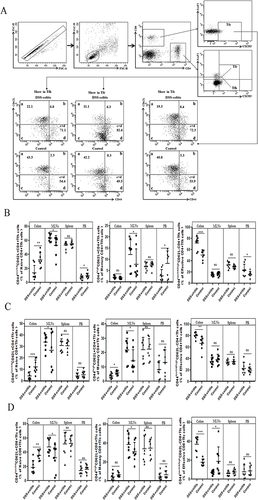 Figure 3 Comparison of Tfh, Tfr, and Tfc cells across Proliferative Stages. (A) Representative dot plots displaying the classification of Tfh, Tfr, and Tfc cells based on expressions of CD44 and CD62L in colon. Three phenotypes are identified, including CD44int/lowCD62L+naïve phenotype (a), CD44highCD62L+ memory phenotype (CM, b), and CD44high/int/lowCD62L-effective phenotype (EM, c+d). The percentages of each cell type are indicated. (B–D) Comparison of CD4+Tfr, CD4+Tfh, and CD8+Tfc across three subsets in the colon, MLNs, spleen, and PB between colitis-induced mice (n=8) and controls (n=8). Data are expressed as mean±SD, with symbols representing individual subjects. Statistical significance is indicated by *p<0.05, **p<0.01, and ***p<0.001.