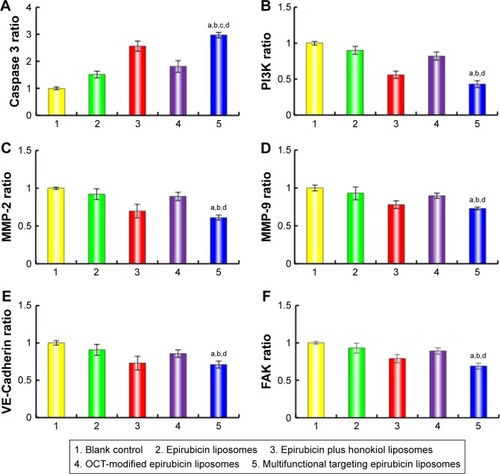 Figure 7 Regulating effects on anti-angiogenesis proteins and apoptotic enzymes (caspase 3) in LLT cells after treatments with the varying liposomes.Notes: (A) Caspase 3, (B) PI3K, (C) MMP-2, (D) MMP-9, (E) VE-Cadherin, (F) FAK. Data are presented as the mean ± SD (n=3). p<0.05; a, vs blank control; b, vs epirubicin liposomes; c, vs epirubicin plus honokiol liposomes; d, vs OCT-modified epirubicin liposomes.Abbreviations: LLT, Lewis lung tumor; OCT, octreotide.