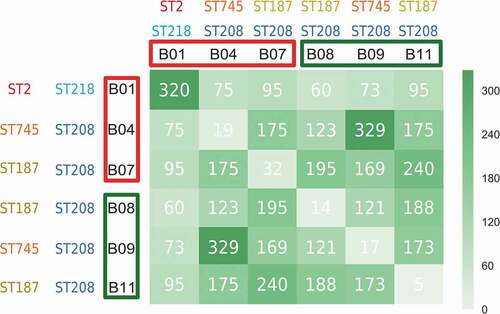 Figure 1. Graphical representation of exclusive protein-coding genes between pairs of CRAB clinical isolates. The records in the matrix represent the number of exclusive protein-coding genes between compared isolates (e. g., 320 is the number of exclusive protein-coding genes in the B1-B1 couple (i. e., B1 compared with itself), so no isolate other than B1 has these 320 protein-coding genes). The higher the number of exclusively shared protein-coding genes between compared isolates, the darker the green of the matrix cell. Isolates from non-surviving patients and surviving patients are highlighted in red and green colors, respectively. The corresponding STs following the Pasteur and Oxford schemes are also shown