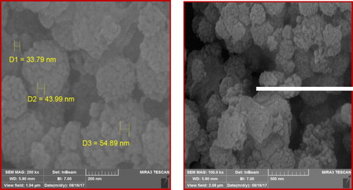 Figure 4. The SEM images of the catalyst.