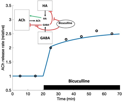 Figure 9. Effect of GABA receptor antagonist. ACh release rates are computed when a GABA receptor antagonist, bicuculline, is given from 20 to 70 min. The diagram shows the subnetwork modelled. The markers represent data redrawn from Figure 4 in [Citation32]. Error bars are omitted but range from 0.1 to 0.4 units, and our model curves fall within them.