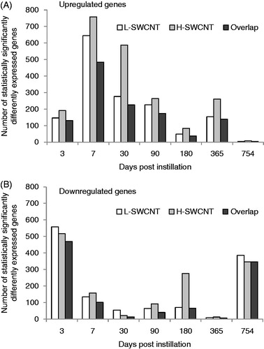 Figure 4. Genes with statistically significant upregulated/downregulated changes in expression at each time point in the L-SWCNT group and H-SWCNT group. Upregulated genes (A) or downregulated genes (B) with p values less than or equal to 0.05 at each time point, including overlaps between the L-SWCNT group and H-SWCNT group, were counted.