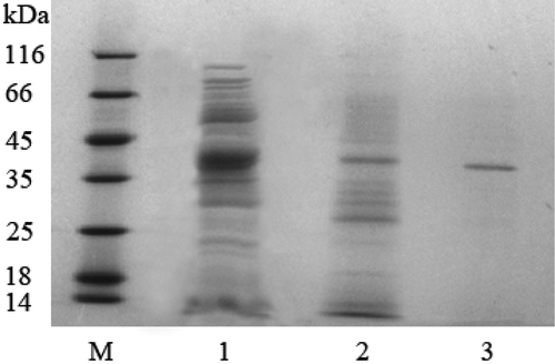FIGURE 5 SDS-PAGE of proteinase fractions during purification steps. M: standard marker; Lane 1: proteinase after ultra-filtration; Lane 2: proteinase after DEAE chromatography; Lane 3: proteinase after HIC chromatography.