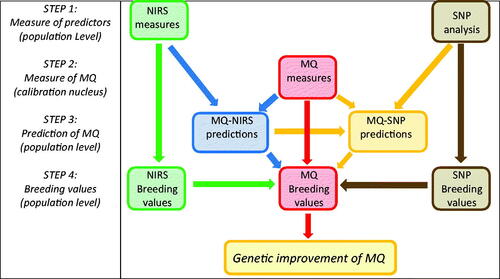 Figure 6. Schema of approaches to improve meat quality (MQ) through: direct genetic selection from reference meat quality phenotypes at the nucleus level (red pathway); indirect genetic selection from NIRS MQ predictions (blue pathway); direct genetic selection of NIRS absorbances and genetic prediction of MQ (green pathway); indirect genomic selection through SNP MQ predictions (orange pathway) and direct genomic selection (brown pathway) (modified from Bittante, Savoia et al. (Citation2021)).