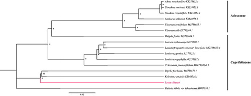 Figure 1. RAxML phylogeny of Linnaea based on 16 complete cp genomes (accession numbers were listed behind their names, and labels showed beside branches represent of bootstrap values, and “*” indicates a 100% bootstrap value).