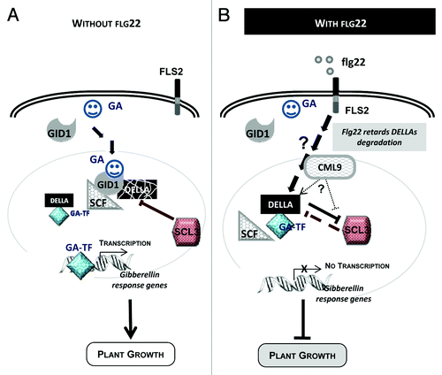 Figure 2. Hypothetical model involving CML9 in flg22-induced plant growth inhibition through GA-dependent signaling pathway. (A) Model of plant growth control through GA-dependent signaling. Upon GA binding to its soluble receptor (GID1), signaling pathway is activated; DELLA proteins are degraded via the ubiquitin-proteasome pathway. The major players of this GA-signaling cascade are the GA receptors (GID1), the DELLA repressor proteins and the F-box protein part of the SCF E3 Ubiquitin ligase complex. DELLAs are nuclear transcriptional regulators, which interact with other transcription factors (i.e. GA-TF, GA-dependent transcription factor) to modulate expression of GA-responsive genes. (B) Working model of flg22-induced plant growth inhibition that involve GA signaling cascade components and CML9.