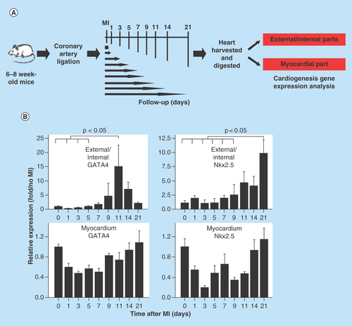 Figure 1.  Myocardial injury triggers cardiogenesis gene expression.(A) Schematic diagram of the analysis of cardiogenesis gene expression after myocardial injury. The hearts were harvested from the mice before surgery and 1, 3, 5, 7, 9, 11, 14 and 21 days following MI. (B) Gene expression of the hearts before and after MI. In the external and internal parts of the hearts, expression of the cardiogenesis genes GATA4 and Nkx2.5 increased after MI. GATA4 expression peaked on day 11, and Nkx2.5 expression peaked on day 21 post MI (n = 4 to 5 in each group).MI: Myocardial injury.