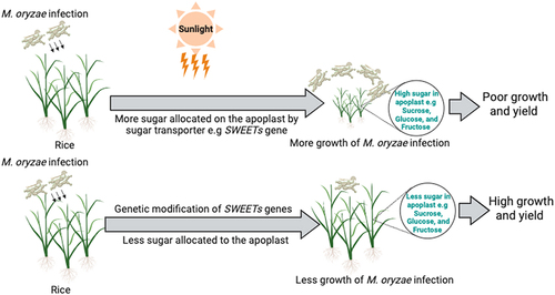 Figure 1. The possible strategy for controlling rice blast disease is through regulation of the carbon allocation of the host plant.