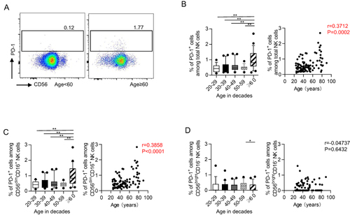 Figure 3 PD-1-positive NK cells accumulated in elder populations. (A) Representative flow data show the expression of PD-1 gated on NK cells from two donors in two age groups. (B and C) Box plots of the percentage of PD-1+ cells among NK cells (B, left), CD56dimCD16+ NK cells (C, left) and CD56brightCD16− NK cells (D, left) from donors in different age groups (n = 14–22 each group). Correlation analysis of the percentage of PD-1+ cells among NK cells (B, right), CD56dimCD16+ NK cells (C, right) and CD56brightCD16− NK cells (D, right) with age on NK cells from all donors. P values were obtained by the Kruskal–Wallis test followed by Dunn’s multiple comparisons test. Spearman’s non-parametric test was used to test for correlations. *P < 0.05, **P < 0.01.