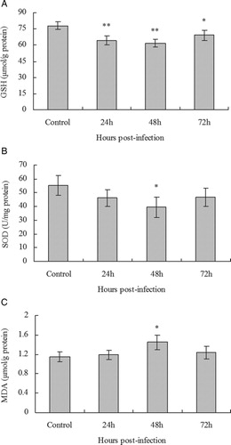 Figure 1. Effect of PCV2 infection on the intracellular redox status of PK15 cells. PK15 cells were infected with PCV2 at MOI of 1 and GSH concentration (A), SOD activity (B), and MDA concentration (C) in the cells measured after 24, 48, and 72 hours. Values shown are means ± SD from three independent experiments. Groups were compared by a one-way ANOVA followed by least-significant difference test (*P < 0.05, **P < 0.01).