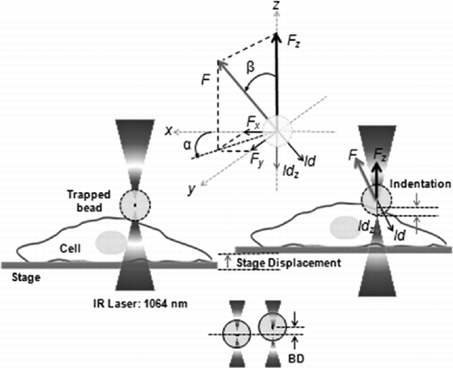 Figure 2. Experimental approach for cell vertical indentation by optical tweezers.