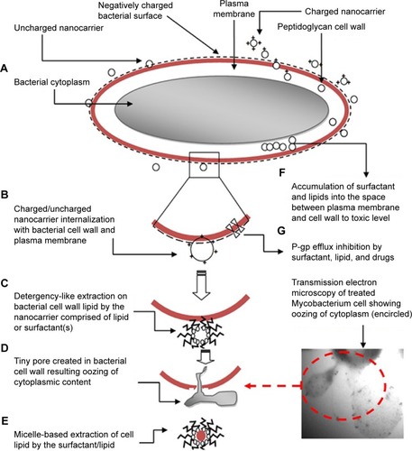 Figure 2 Schematic illustration of the possible mechanisms involved in microbial killing using nanomedicines (nanocarriers) composed of lipids and surfactants. Possible mechanisms are: (A) lipid–lipid interactions, (B) cationic nanomedicine interactions with negatively charged bacterial surfaces, (C) detergency-like action, (D) cytoplasmic content oozing out through developed tiny pores, (E) micelles loaded with extracted cellular lipids, (F) accumulated excipients to toxic levels to produce detrimental effects, and (G) P-gp efflux pump inhibition by specific excipients (reported labrasol, tween 80) and drugs (ketoconazole).Citation4,Citation19,Citation31,Citation67