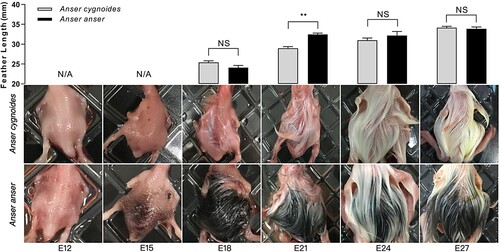 Figure 1. Feather phenotype observations during embryogenesis between Anser cygnoide and Anser anser. The measured feather was sampled from the cross-region (about 1.5 cm2) of the midline of the dorsum. Feather length data is shown as mean + SEM, **p < 0.01 by Student’s t-test, n = 120 feathers averagely from 6 embryos.