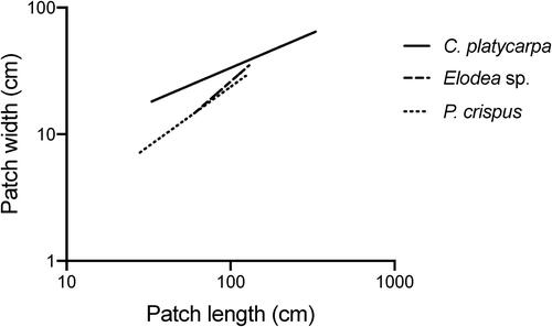 Figure 3. Summary view of the differences in the relationship between patch length and patch width for species living in the same environmental conditions (site TRE), indicating differences in the growth modes of each species.
