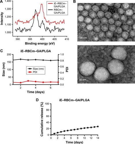 Figure 2 Preparation and characterization of iE–RBCm–GA/PLGA NPs.Notes: (A) XPS spectrum of N in iE–RBCm–GA/PLGA NPs and RBCm–GA/PLGA NPs. (B) TEM visualization of iE–RBCm–GA/PLGA NPs with uranyl acetate negative staining. (C) DLS measurements of the size and PDI of iE–RBCm–GA/PLGA NPs over 7 days. (D) GA release behavior from iE–RBCm–GA/PLGA NPs for 14 days.Abbreviations: DLS, dynamic light scattering; GA, gambogic acid; NPs, nanoparticles; PDI, polydispersity index; PLGA, poly(lactic-co-glycolic acid); RBCm, red blood cell membrane; TEM, transmission electron microscopy; XPS, X-ray photoelectron spectroscopy.