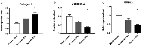 Figure 8. The protein levels for MMP-13, collagen II and collagen X
