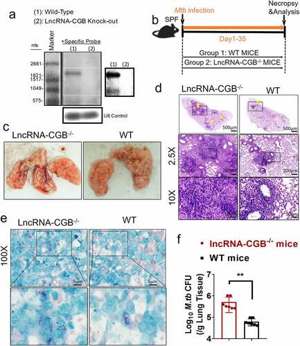 Figure 3. LncRNA-CGB knock-out (KO) mice developed more severe TB than did control mice.