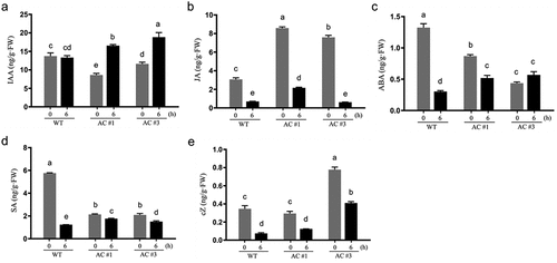 Figure 3. Effects of endogenous cAMP elevation on phytohormone contents in rapeseed. Aerial part tissue samples of four-week-old seedlings were collected at the time points of 0 h and 6 h after dexamethasone (DEX) spray in AC#1 and AC#3 transgenic lines along with wild type (WT). Quantification of phytohormones was performed by liquid chromatography-tandem mass spectrometry (LC-MS/MS) in triplicates. (a) Indole-3-acetic acid (IAA); (b) jasmonic acid (JA); (c) abscisic acid (ABA); (d) salicylic acid (SA); (e) cis-zeatin (cZ). Note: DEX itself affects the contents of different phytohormones except IAA, as seen between 6 h versus 0 h in WT plants. The significant changes of basal levels (0 h) in the AC transgenic lines compared to WT may be best explained by the impacts of constitutive AC leakiness expression during the growth period of transgenic plants, and thus represent the result of long-term continuous cAMP elevation stimulation; in contrast, the significant changes of IAA levels specifically induced by DEX in the transgenic lines may represent the result of short-term or acute cAMP elevation stimulation. Data are presented as the mean ± SD (n = 3), different letters on the bars indicating statistical significance at p <.05 by Tukey’s multiple comparisons test following two-way ANOVA.