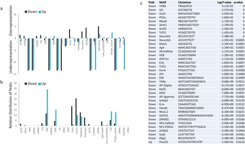 Figure 3. Characterization of genomic regions with MNase digestibility changes in dependence of Lsh (a). Bar graph presentation to illustrate relative enrichment (positive scale) or relative depletion (Negative scale) of Down Peaks (black, lower MNase signal density in the absence of Lsh) and Up Peaks (blue, greater MNase signal density in the absence of Lsh) at genomic features, including 3UTR, other, RNA, miRNA, ncRNA, TTS, Line, snpRNA, Sine, RC, tRNA, DNA, Exon, Intron, Intergenic, promoter, 5UTR, snoRNA, scRNA, CpG island, Low complexity regions, LTR, sample repeats, snRNA, satellites, and tRNA. (b). Bar graph presentation to illustrate the distribution of down peaks (black) and up peaks (blue) at known genomic location expressed as percentage. (c). Motif analysis for Down Peaks (lower MNase signal density in the absence of Lsh) and Up Peaks (greater MNase signal density in the absence of Lsh). Q-value (Benjamini).