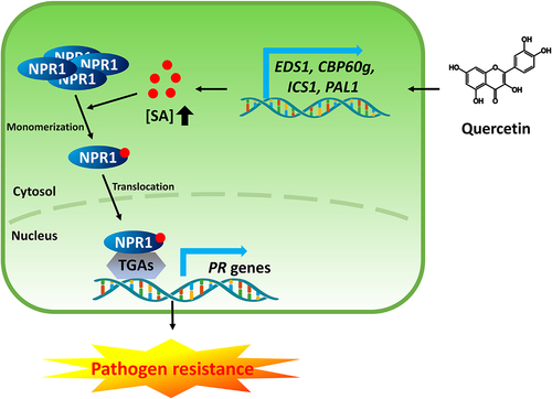 Figure 5. The working model explains how quercetin induces pathogen resistance. Quercetin increases the biosynthesis of SA through the transcriptional increase of SA biosynthesis-related genes. The accumulation of SA by quercetin triggers the monomerization and nuclear translocation of NPR1, resulting in the induction of PR genes and pathogen resistance.
