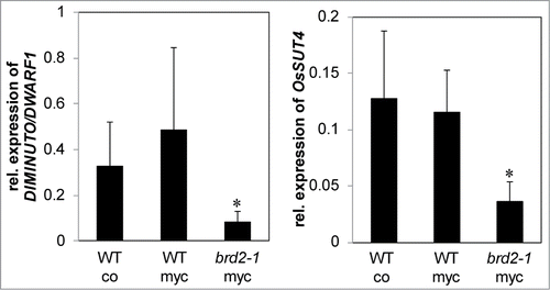 Figure 2. Quantitative real time PCR analysis of transcript levels of the DIM/DWARF1- (Os10g0397400) and OsSUT4-encoding (Q6YK44) genes relative to ubiquitin gene (XR_423446) transcript levels in Nipponbare wild type rice plants compared to the BR-synthesis defective brd2-1 mutant. Wild type plants were non-mycorrhizal (co) or inoculated with the AM fungi R. irregularis (myc). Shown are mean values and standard deviations. Significant differences between WT and brd2-1 mycorrhizal plants are indicated by asterisks (Students-t-test, P ≤ 0.05; n = 3-5).