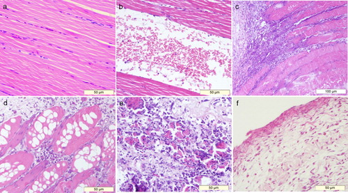 Figure 7. Histopathological characterizations of crus haemorrhage in Pekin ducks. (a) Normal myofibers (H&E, ×200) whereas (b) Rupture of the myofibers with massive red blood cells (H&E, ×200). (c) Massive inflammatory cells gathered between the muscle bundles; hyperplasia of connective tissues could also be seen (H&E, ×100). Besides swelling and vacuolation of the myofibers, inflammatory cells and the hyperplasia of connective tissues could be seen in the muscular interstitium in (d) (H&E, ×200). (e) Represents necrotizing inflammation in myofibers. Lymphoid cells could be seen between the myofibers, which were surrounded by connective tissues (H&E, ×200). (f) Shows the histological morphology of a muscular cyst; the cyst wall was formed by connective tissues, with a few myoblast cells (H&E, ×200).