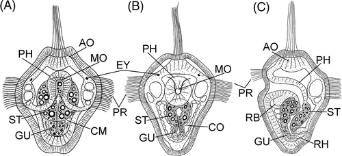 Figure 2. Larvae of P. agassizii. A: 68 h, frontal view; B: 80 h, frontal view; C: 80 h, lateral view. Arrowheads indicate mouth opening. AO, apical organ; CM, coelomic mesoderm; CO, coelom; EY, eyespot; GU, thin gut; PH, pharynx; PR, prototroch; RB, rudiment of buccal organ; RH, rudiment of hindgut; ST, stomach.