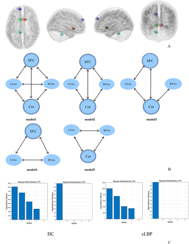 Figure 3 Effective connectivity of the NAc. (A) Locations of brain regions used in the dynamic causal modelling. (B) Five models used in the DCM analysis. (C) Results from Bayesian model selection; the single-group level t-test showed that the fully connected model was the best model for the two groups.
