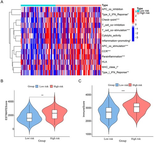 Figure 8. Immune characteristics analysis. (A) Heatmap visualising the difference in immune-related functions between the low- and high-risk subgroups. The differences in ESTIMATE score (B) and immune score (C) between the low- and high-risk subgroups are presented in violin plots. ‘*’, ‘**’ and ‘***’ represent p < 0.05, p < 0.01 and p < 0.001, respectively.