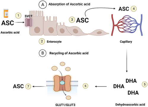 Figure 2. Ascorbic acid absorption and recycling