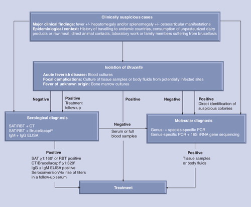 Figure 1. Decision tree in the laboratory diagnosis of human brucellosis.†Cutoff values may vary in different populations and in patients depending on the stage of disease.CT: Coombs’ test; RBT: Rose Bengal test; SAT: Serum agglutination test.