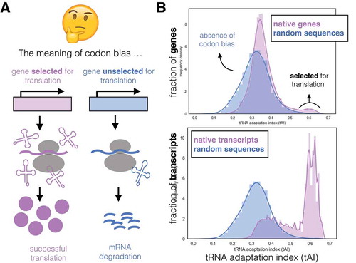 Figure 2. The meaning of codon bias in the transcriptome. (a) Highly expressed genes are often selected to have optimized codons in agreement with the cellular tRNA pool, allowing efficient translation of them (purple). This is known as “translational selection” [Citation20–Citation23]. On the other hand, genes with a poor codon optimization are inefficiently translated and targeted for mRNA decay (blue) [Citation18]. (b) Top: in yeast, most native genes (purple) exhibit a tRNA Adaptation Index (tAI, as a measure of codon optimality) in the range of ORFs predicted from random transcription throughout the genome (blue). Such random ORFs simulate the absence of codon bias in terms of tRNA adaptation. A small fraction of genes have non-random tAI, which corresponds to genes “selected for translation”. Bottom: most native transcripts (purple) have high tAI, as compared to random ORFs (blue). This histogram was generated weighting each gene by mRNA expression level (which is exponentially distributed), which indicates the per-transcript distribution of tAI.