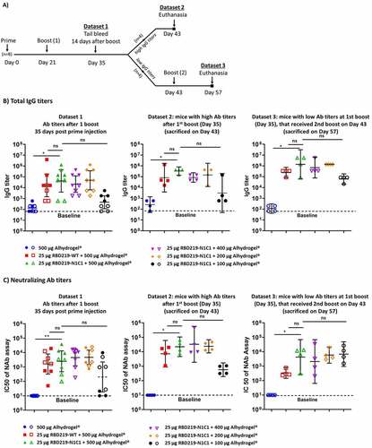 Figure 3. (A) Study design. (B) Total IgG titers of Datasets 1, 2, and 3 measured, respectively, at days 35, 43, and 57 post the prime injection. IgG titers were determined against RBD219-WT protein. Closed data points represent data from mice with the highest IgG titers (Dataset 2), open data points represent data from mice with the lowest IgG titers (Dataset 3). (C) IC50 values measured by a pseudovirus neutralization assay. Datasets 1, 2, and 3 are measured, respectively, at day 35, 43, and 57 after the first injection. Baselines indicate the lowest dilution measured. Lines on each group represent the geometric mean and 95% confidence intervals