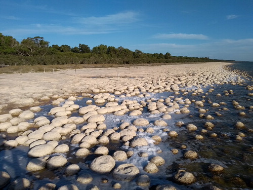 Figure 1. The Noorook Yalgorup-Lake Clifton thrombolites, looking south from the boardwalk, late afternoon. All photographs courtesy of the authors.