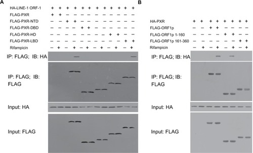 Figure 5 The LINE-1 ORF-1p C–C domain can interact with the PXR LBD.Notes: (A) MHCC97-H cells were transfected with full-length FLAG-PXR or truncated mutants of PXR and HA-tagged LINE-1 ORF1-p. (B) MHCC97-H cells, which were transfected with full-length FLAG-LINE-1 ORF-1p or truncated mutants of LINE-1 ORF-1p and HA-tagged PXR, were lysed and immunoprecipitated with an anti-FLAG antibody. IB analysis was then performed using an anti-HA antibody.Abbreviations: IB, immunoblotting; IP, immunoprecipitation; LBD, ligand-binding domain; PXR, pregnenolone X receptor.