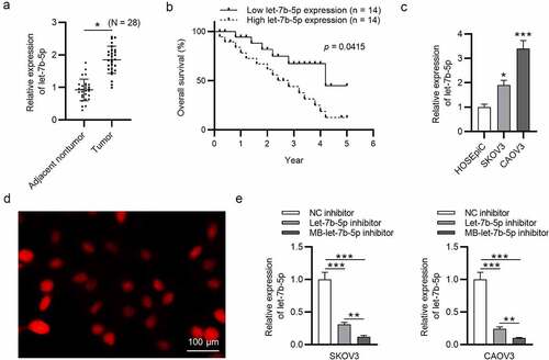 Figure 1. Let-7b-5p is upregulated in OVCA and transfection efficiency of let-7b-5p inhibitor is promoted by USMB. (a) Let-7b-5p expression in OVCA tissues (N = 28) was revealed by RT-qPCR analysis. (b) The overall survival of OVCA patients with high or low level of let-7b-5p was presented using the method of Kaplan-Meier analysis. There were 14 patients with high let-7b-5p expression level and 14 patients with low let-7b-5p expression level, which was determined by the average value of let-7b-5p expression in OVCA patients. (c) The level of let-7b-5p in HOSEpiC, SKOV3 and CAOV3 cells was demonstrated by RT-qPCR. (d) The MBs were photographed by a microscope. (e) RT-qPCR was performed to evaluate let-7b-5p expression in SKOV3 and CAOV3 cells after transfection with NC inhibitor, let-7b-5p inhibitor and MB-let-7b-5p inhibitor. *P < 0.05, **P < 0.01, ***P < 0.001