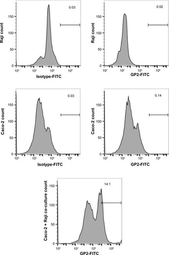 Figure 7 Flow cytometric analysis of M-cell-like characteristics in Caco-2 and Raji cell co-culture systems.Notes: Caco-2, Raji, and Caco-2 + Raji cells were cultured simultaneously and stained with anti-GP2 antibody at the end of incubation. Cells were gated for GP2, based on the isotype in the respective cells.Abbreviations: FITC, fluorescein isothiocyanate; GP2, glycoprotein 2.