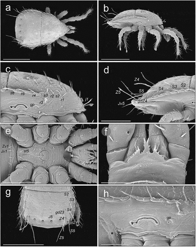 Figure 7. SEM (Scanning Electron Microscopy) micrographs of a male Zercon hamaricus. (a) dorsal habitus; (b) lateral habitus; (c) anterior part of idiosoma, lateral view; (d) posterior part of idiosoma, lateral view; (e) sternal region; (f) epistome; (g) opisthonotum, dorsal view; (h) peritrematal region, lateral view (*post-coxal cuticular spines). Scale bars (µm): a, b, g = 200; c–e = 100; f = 25; h = 50.