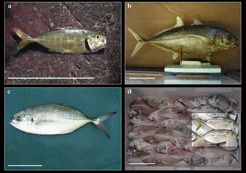 Figure 3. Caranx crysos. a, Juvenile from La Cala harbour, Palermo (photo P. N. Psomadakis); b, stuffed specimen, catalogue no. P233 held at MZUP (photo M. Sarà); c, adult from Civitavecchia deposited at SZN, catalogue no. OST647 (photo P. N. Psomadakis); d, two individuals captured at Gaeta (photo F. Leone). Scale bar: 10 cm.
