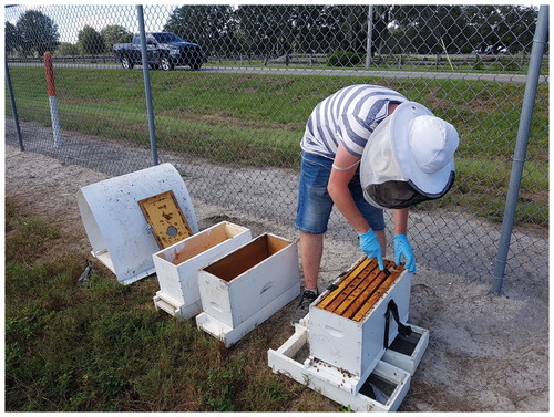 Figure 6. A set up for screening nucs for SHB adults using two empty boxes. Although this set up works well in general, there is no white surface underneath the nucleus colony, allowing SHBs to escape unnoticed.Photo credit: A.C.M. Cornelissen.