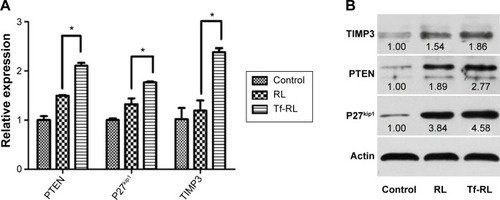 Figure 5 In vitro silencing efficiency of Tf-RL and RL was determined by RT-PCR (A) and Western blotting (B) at gene and protein level, respectively.Notes: HepG2 cells were treated with Tf-RL and RL for 24 hours for RT-PCR assay and 48 hours for Western blotting. The final concentration of anti-miR-221 in these formulations was 200 nM. Control group was untreated. Each value represents the mean ± standard deviation (n=3). *P<0.05.Abbreviations: RL, nontargeted liposome containing anti-miR-221; Tf-RL, transferrin-targeted liposome containing anti-miR-221; RT-PCR, real-time polymerase chain reaction.
