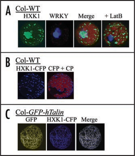 Figure 1 Fluorescence images after transfection of different cDNAs into mesophyll protoplasts. Images were collected using a Zeiss LSM 510 confocal laser scanning microscope and band pass filters for GFP and CFP, and a long-pass filter for chlorophyll. (A) Influence of transient overexpression and actin disruption on sub-cellular targeting of AtHXK1-GFP in Arabidopsis protoplasts. Fluorescence of HXK1-GFP or co-transfected WRKY-CFP was visualized after 12 h expression in protoplasts, without or with 2 µM Latrunculin B. The left 3 images are of the same protoplast not treated with LatB, while the image on the far right is of a different protoplast that was treated with LatB. Note that the light-blue image is due to aggregated GFP and does not specifically overlap with the image from CFP fluroscence. (B) Subcellular targeting of transfected AtHXK1-CFP in leaf protoplasts from Col WT. Shown are fluorescence images of transfected HXK1-CFP in Col WT protoplasts, without (left) or with (right) chlorophyll autofluorescence. Note the punctate distribution of blue fluorescence. This pattern is typical for the mitochondrial targeted HXK1.Citation9 CP = chloroplasts. (C) Subcellular targeting of transfected AtHXK1-CFP in leaf protoplasts from Col GFP-hTalin. Shown from left to right are images of wavelength specific fluorescence for GFP-hTalin bound to F-actin, for transfected HXK1-CFP, and for the merged image. Note that the transfected HXK1-CFP now localizes predominantly to F-actin. In the absence of transfected HXK1-CFP, no corresponding blue wavelength fluorescence was observed in the leaf protoplasts.