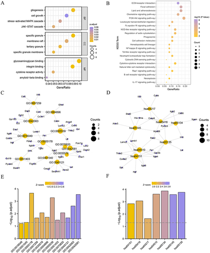 Figure 3 Go and KEGG Functional enrichment analysis. The bubble chart of (A) GO and (B) KEGG enrichment analyses of FIRDEGs. The circular trellis of (C) GO and (D) KEGG enrichment analyses of FIRDEGs. The bar graph of (E) GO and (F) KEGG enrichment analyses of FIRDEGs. The screening criteria for GO and KEGG enrichment items were P < 0.05 and FDR < 0.05.