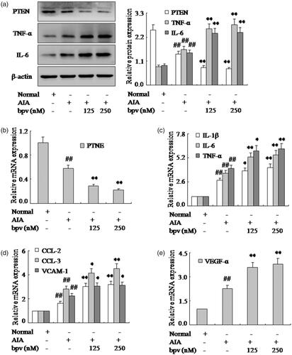Figure 2. Inhibition of PTEN expression with bpv increases pro-inflammatory cytokines and chemokines of FLSs. (a) The protein levels of PTEN, TNF-α and IL-6 were analyzed by Western blotting in FLSs with bpv in AIA. (b) The mRNA levels of PTEN were analyzed by q-PCR assays with bpv. (c) The q-PCR assays analyzed IL-1β, IL-6 and TNF-α mRNA in FLSs with bpv. (d) After FLSs were incubated with bpv, the mRNA levels of CCL-2, CCL-3 and VCAM-1 were analyzed by q-PCR assays in AIA. (e) FLSs were treated with bpv, the mRNA level of VEGF-α was analyzed by q-PCR assays in AIA. All values were expressed as mean ± SD. ##p < .01 vs. normal group. *p < .05, **p < .01 vs. AIA group.
