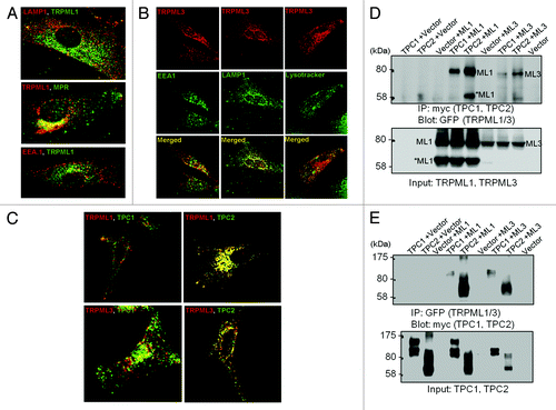 Figure 1. Distribution of the TRPMLs and TPCs in intracellular organelles. Panel (A) shows the localization of TRPML1 relative to the organellar markers LAMP1, MRP and EEA.1. The images were taken from.Citation37 Panel (B) shows the localization of TRPML3 relative to the organellar markers LAMP1, lysotracker and EEA.1. The images were taken from.Citation38 Panel (C) shows the localization of TRPML1 and TRPML3 relative to the localization of TPC1 and TPC2 and panel (D) shows the Co-IP of the TRPMLs and TPCs. The results in (C and D) were taken from.Citation78